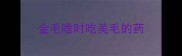 金毛啥时吃美毛的药
