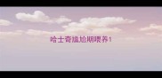 哈士奇尴尬期喂养
