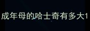 成年母的哈士奇有多大