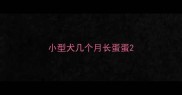 小型犬几个月长蛋蛋