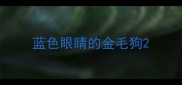 蓝色眼睛的金毛狗