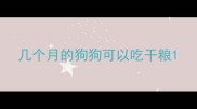 几个月的狗狗可以吃干粮