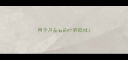 两个月左右的小狗呕吐