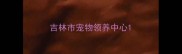 吉林市宠物领养中心