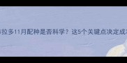 拉布拉多11月配种是否科学这5个关键点决定成功率