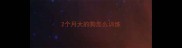 2个月大的狗怎么训练