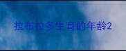 拉布拉多生育的年龄