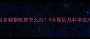 拉布拉多频繁吃草怎么办5大原因及科学应对指南