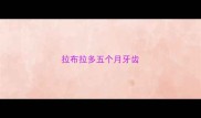 拉布拉多五个月牙齿