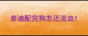 泰迪配完狗怎还流血
