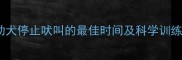 泰迪幼犬停止吠叫的最佳时间及科学训练法1