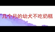 几个月的幼犬不吃奶糕