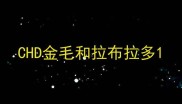 CHD金毛和拉布拉多