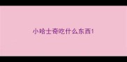 小哈士奇吃什么东西