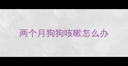 两个月狗狗咳嗽怎么办