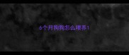6个月狗狗怎么喂养