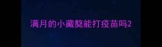 满月的小藏獒能打疫苗吗