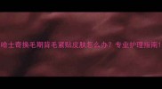 哈士奇换毛期背毛紧贴皮肤怎么办专业护理指南