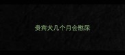 贵宾犬几个月会憋尿