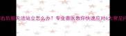 狗狗右后腿无法站立怎么办专业兽医教你快速应对6大常见问题