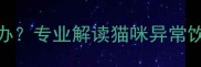 猫咪爱喝水没精神怎么办专业解读猫咪异常饮水背后的6大健康隐患