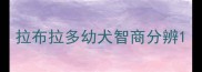 拉布拉多幼犬智商分辨