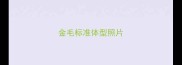 金毛标准体型照片