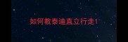 如何教泰迪直立行走