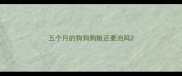 五个月的狗狗狗粮还要泡吗