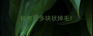 拉布拉多块状掉毛