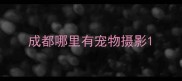 成都哪里有宠物摄影