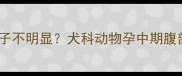 边牧怀孕50多天肚子不明显犬科动物孕中期腹部形态及应对指南