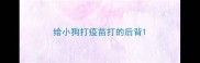 给小狗打疫苗打的后背