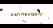 金毛狗的毛有短的吗