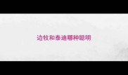 边牧和泰迪哪种聪明