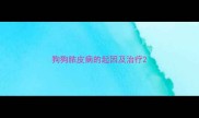 狗狗脓皮病的起因及治疗