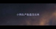 小狗生产胎盘没出来