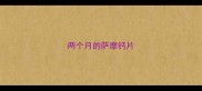 两个月的萨摩钙片