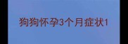 狗狗怀孕3个月症状