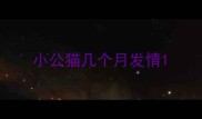小公猫几个月发情