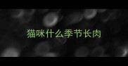 猫咪什么季节长肉