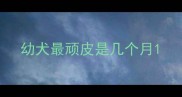 幼犬最顽皮是几个月