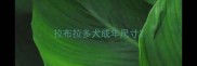 拉布拉多犬成年尺寸