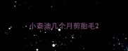 小泰迪几个月剪胎毛