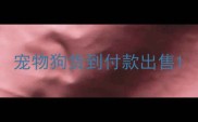 宠物狗货到付款出售