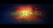 狗狗怀孕了不让摸肚子