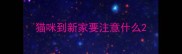 猫咪到新家要注意什么