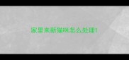 家里来新猫咪怎么处理