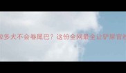 拉布拉多犬不会卷尾巴这份全网最全让铲屎官秒懂
