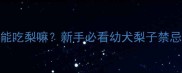 3个月哈士奇能吃梨嘛新手必看幼犬梨子禁忌与营养指南